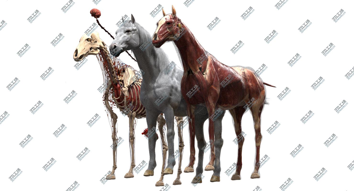 images/goods_img/20210113/3D Horse Anatomy model/2.jpg